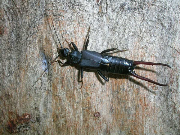 ಬ್ರಹ್ಮಗಿರಿ ಪರ್ವತ: