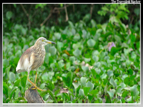 ಕುಮರಕಮ್: