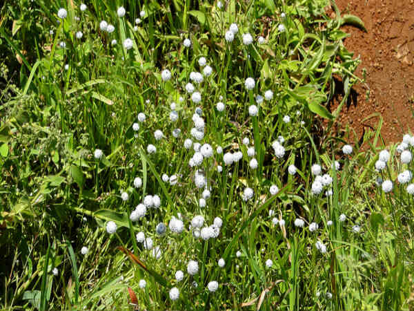 ಕಾಸ್ ಹೂವಿನ ಕಣಿವೆ: