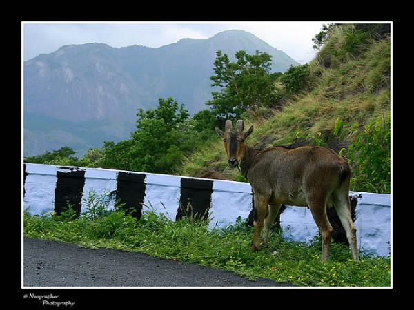 ವಾಲ್ಪಾರೈ: