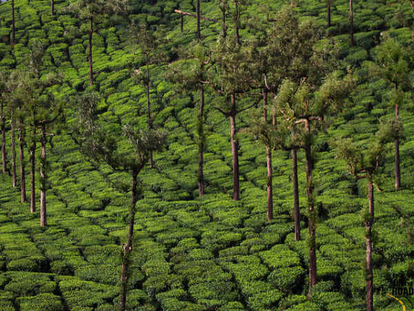 ವಾಲ್ಪಾರೈ: