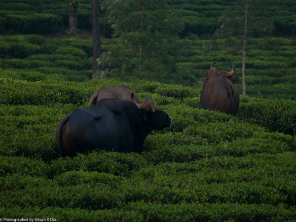 ವಾಲ್ಪಾರೈ: