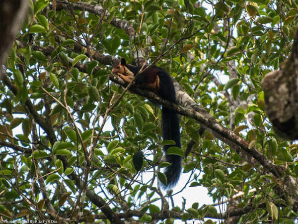 ವಾಲ್ಪಾರೈ: