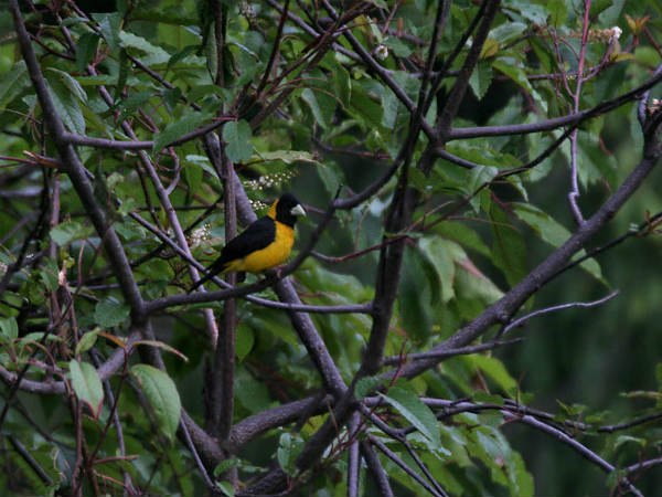 ಗ್ರೇಟ್ ಹಿಮಾಲಯನ್ ರಾಷ್ಟ್ರೀಯ ಉದ್ಯಾನ: