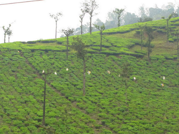 ಕುದುರೆಮುಖ: ಕುದುರೆಮುಖ: