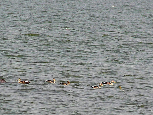 ಮಾಲ್ಶೇಜ್ ಘಾಟ್: