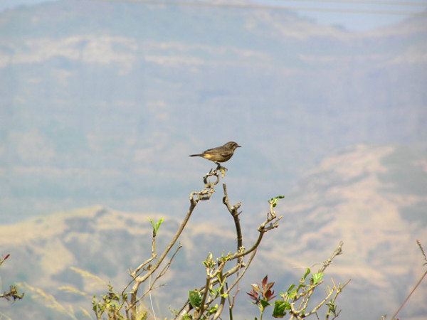 ಮಾಲ್ಶೇಜ್ ಘಾಟ್: