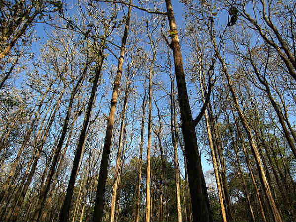 ನಾಗರಹೊಳೆ: