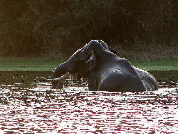 ನಾಗರಹೊಳೆ: