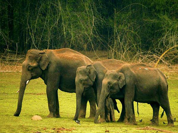 ನಾಗರಹೊಳೆ: