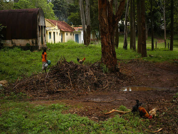 ಬಿಳಿಗಿರಿರಂಗನ ಬೆಟ್ಟ: