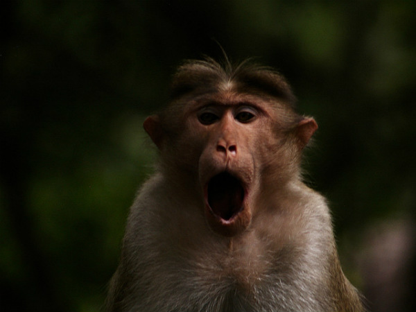 ಬಿಳಿಗಿರಿರಂಗನ ಬೆಟ್ಟ: