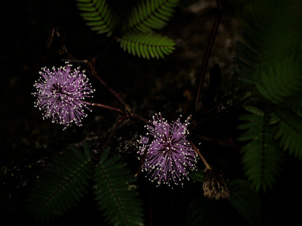 ಬಿಳಿಗಿರಿರಂಗನ ಬೆಟ್ಟ: