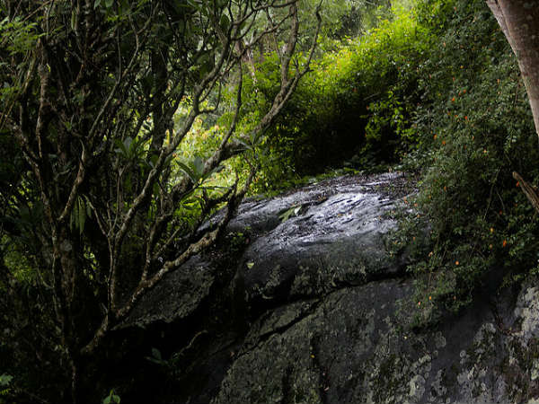 ಬಿಳಿಗಿರಿರಂಗನ ಬೆಟ್ಟ: