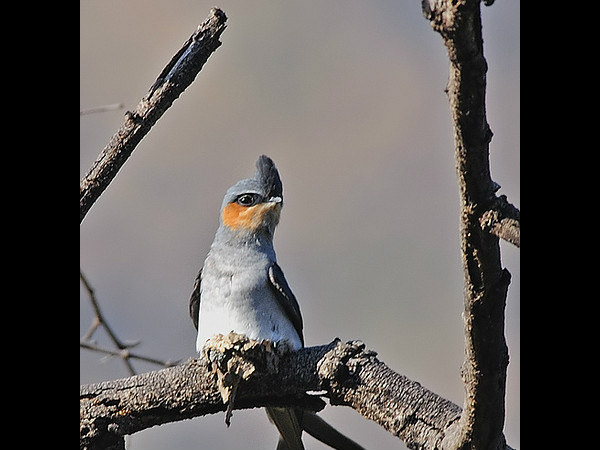 ಬಿಳಿಗಿರಿರಂಗನ ಬೆಟ್ಟ: