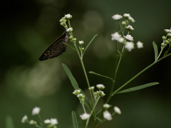 ಬಿಳಿಗಿರಿರಂಗನ ಬೆಟ್ಟ: