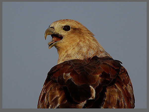 ಬಿಳಿಗಿರಿರಂಗನ ಬೆಟ್ಟ: