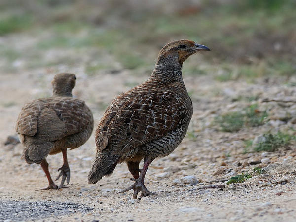 ಬಿಳಿಗಿರಿರಂಗನ ಬೆಟ್ಟ: