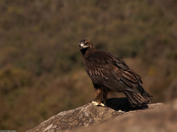ಬಿಳಿಗಿರಿರಂಗನ ಬೆಟ್ಟ: