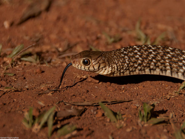 ಬಿಳಿಗಿರಿರಂಗನ ಬೆಟ್ಟ:
