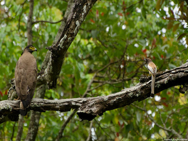 ಬಿಳಿಗಿರಿರಂಗನ ಬೆಟ್ಟ:
