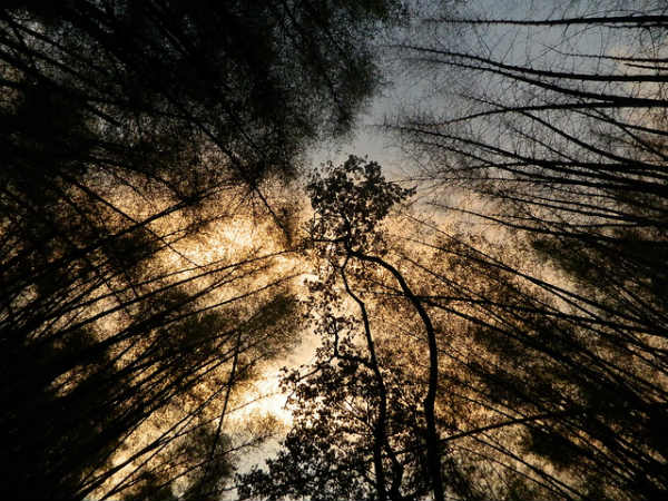 ಕಬ್ಬನ್ ಪಾರ್ಕ್: