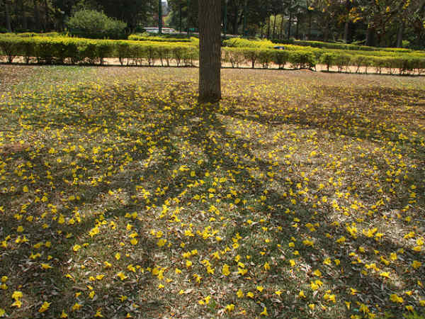 ಕಬ್ಬನ್ ಪಾರ್ಕ್: