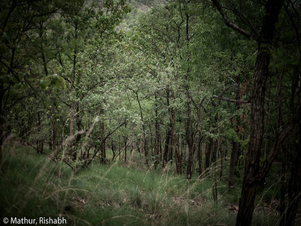 ಭೀಮೇಶ್ವರಿ: