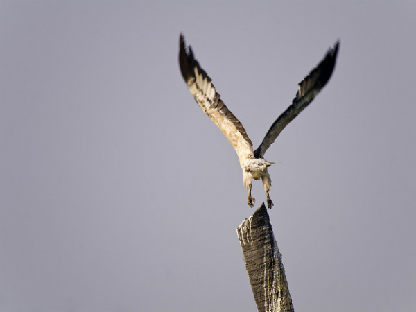ಚಿಲ್ಕಾ ಮತ್ತು ಪುಲಿಕಾಟ್: