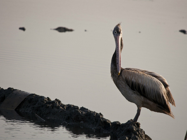 ಚಿಲ್ಕಾ ಮತ್ತು ಪುಲಿಕಾಟ್: