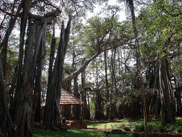 ಸಾವನದುರ್ಗ - ದೊಡ್ಡ ಆಲದ ಮರ: