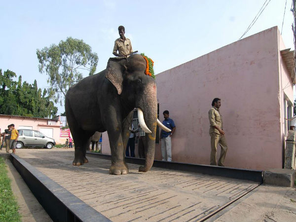 ಮೈಸೂರು ದಸರಾ ತಯಾರಿ: