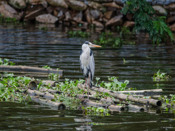 ಕಾರಂಜಿ ಕೆರೆ: