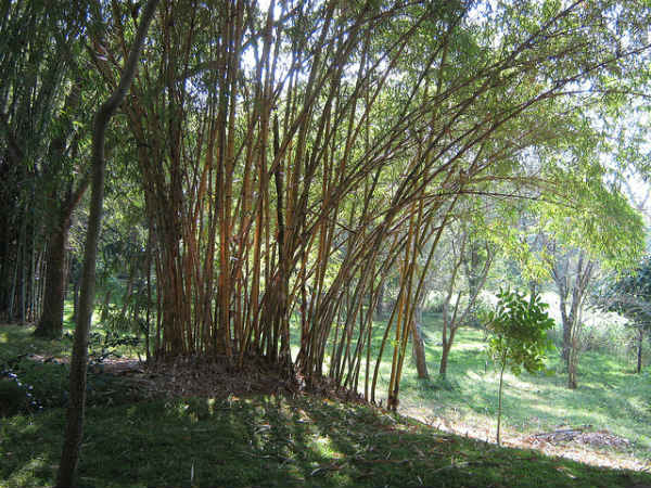 ಕಾರಂಜಿ ಕೆರೆ: