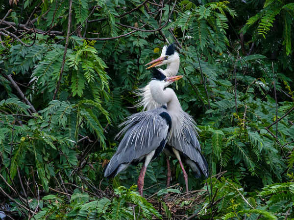 ಕಾರಂಜಿ ಕೆರೆ: