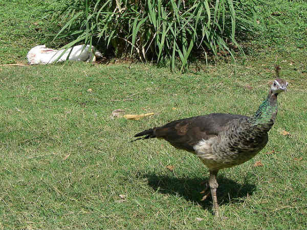 ಕಾರಂಜಿ ಕೆರೆ: