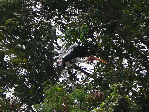 ಕಾರಂಜಿ ಕೆರೆ: