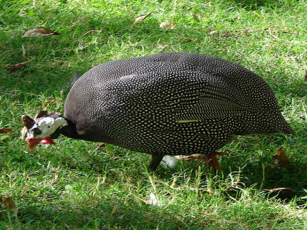 ಕಾರಂಜಿ ಕೆರೆ: