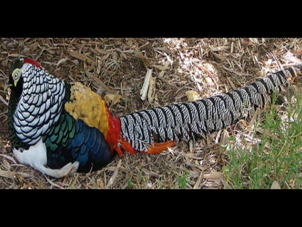 ಕಾರಂಜಿ ಕೆರೆ: