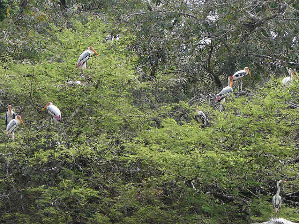 ಕಾರಂಜಿ ಕೆರೆ: