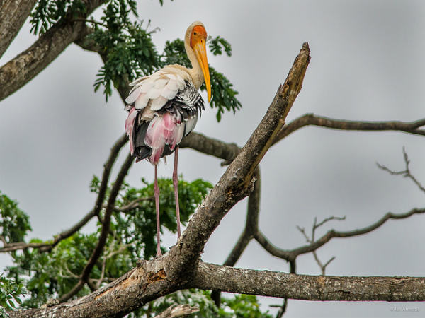 ಕಾರಂಜಿ ಕೆರೆ: