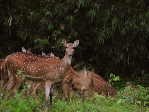 ಅಂದ ಚೆಂದಗಳ ಭದ್ರಾ