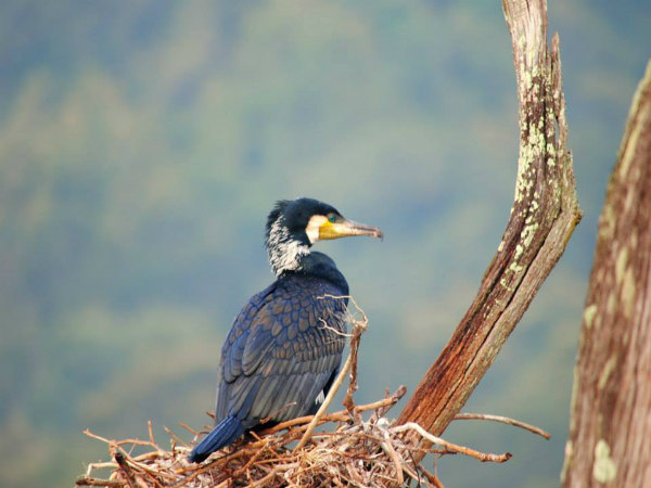 ಅಂದ ಚೆಂದಗಳ ಭದ್ರಾ