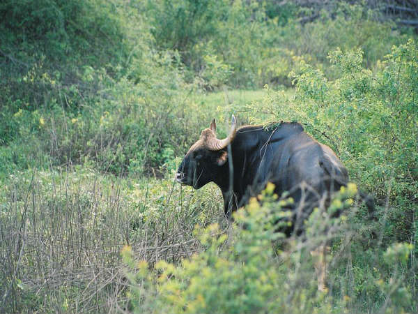 ಅಂದ ಚೆಂದಗಳ ಭದ್ರಾ