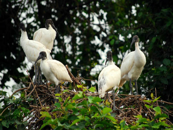 ರಂಗನತಿಟ್ಟು: