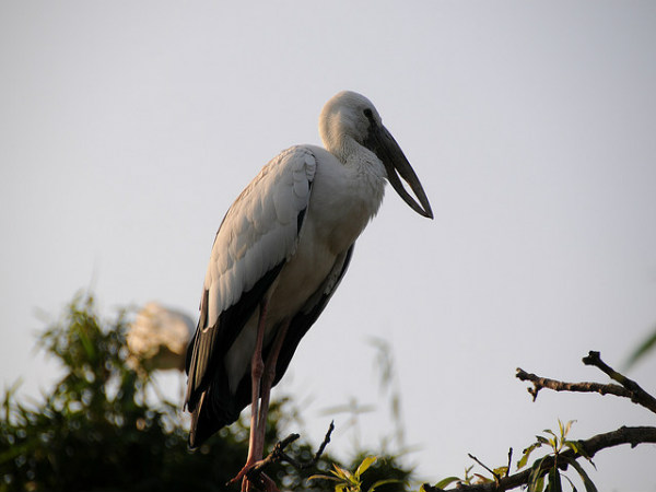 ರಂಗನತಿಟ್ಟು: