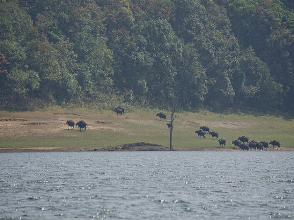 ತೆಕ್ಕಡಿ: