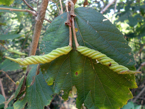 ಕಂಬಲಕೊಂಡ ರಾಷ್ಟ್ರೀಯ ಉದ್ಯಾನ: