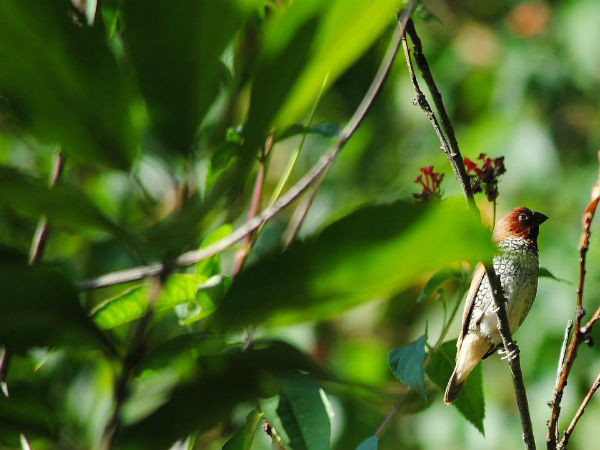 ಧರ್ಮಶಾಲಾ: