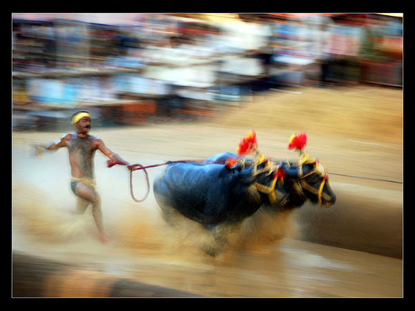 ಏನೀದು ಕರಾವಳಿಯ ಕಂಬಳ ಓಟ
